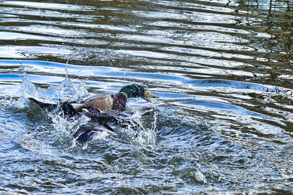 Entenkampf Herzteich Heiligenstadt TS © www.heiligenstadt.net