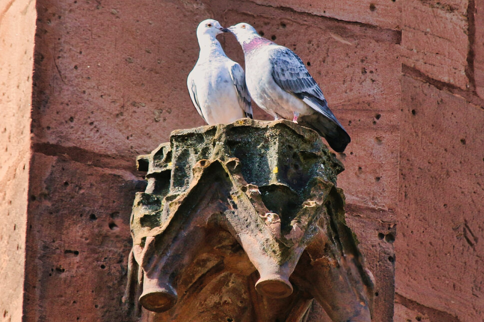 Chor Marienkirche Heiligenstadt TS © www.heiligenstadt.net