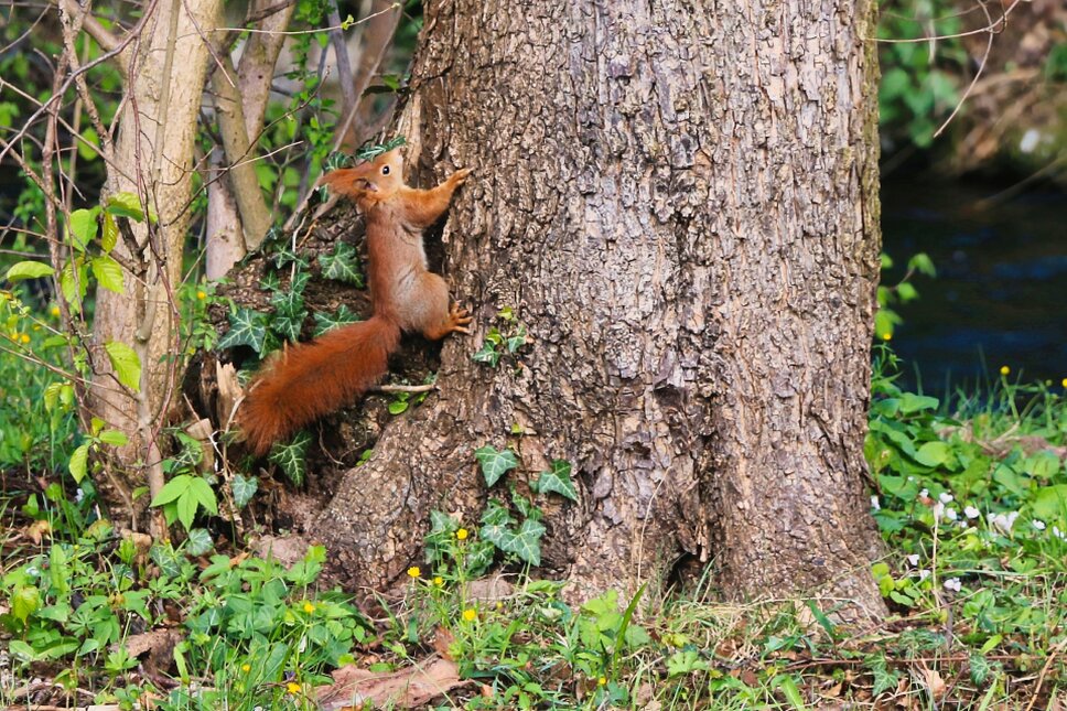 Eichhörnchen im Kurpark Heiligenstadt TS © www.heiligenstadt.net