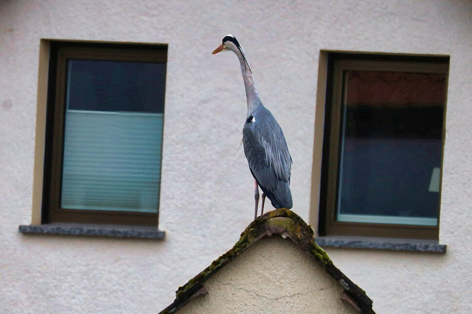 © www.heiligenstadt.net