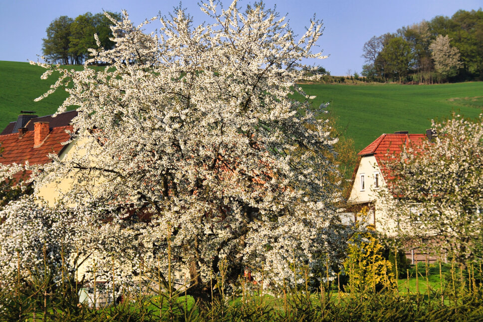 © www.heiligenstadt.net