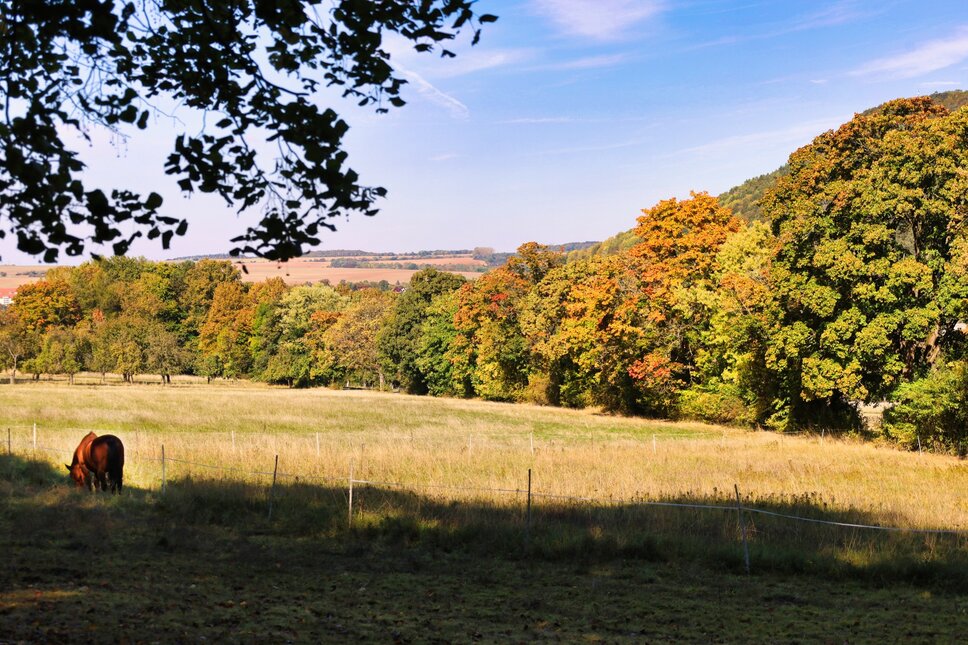 © www.heiligenstadt.net