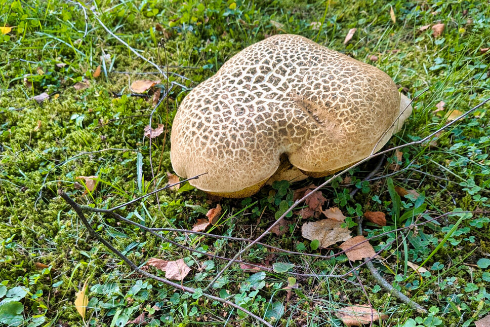 Pilz TS © www.heiligenstadt.net