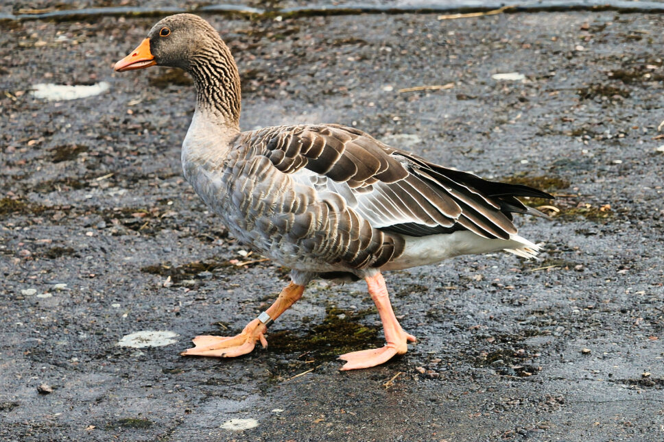 Ente TS © www.heiligenstadt.net